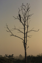 Big tree with sitting peacock silhouette sunrise red sky backgro