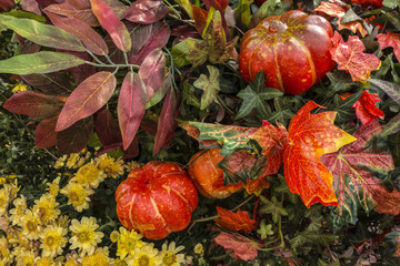 Naklejka na ściany i meble Still life of ornamental pumpkins with red leaves