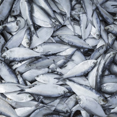 Fresh fish at local Sri Lanka market.