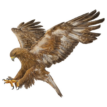 Golden eagle swoop attack hand draw and paint color on white background vector illustration.