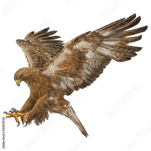 Golden Eagle Swoop Attack Hand Draw And Paint Color On White