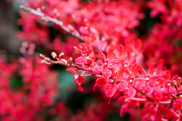 Vivid Red Orchids.