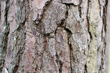 Bark of pine tree