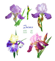 Colored irises. Watercolor flowers 