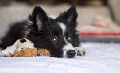 Border Collie puppy on the sofà with his toy