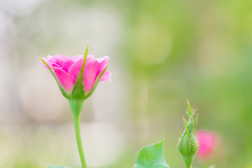 Close up of beautiful pink rose - can use for tuesday concept.