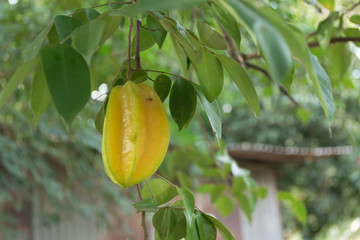 Star apple fruit on the tree...