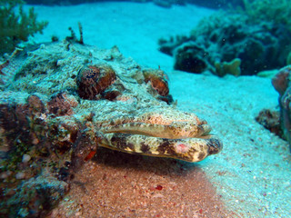 pesce coccodrillo a sharm