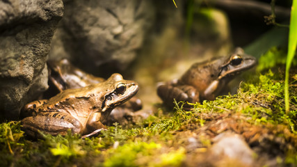 Frogs in tropical forest