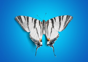 Butterfly.