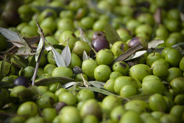 Close up of freshly harvested pile of olives. Photo taken in olive mill in Sicily, Italy