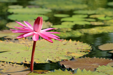 Beautiful pink water lily lotus flower