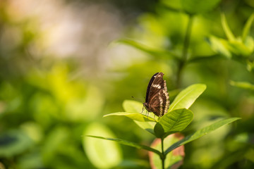 Butterfly with green background