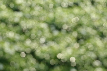 Obraz premium Natural green blurred background