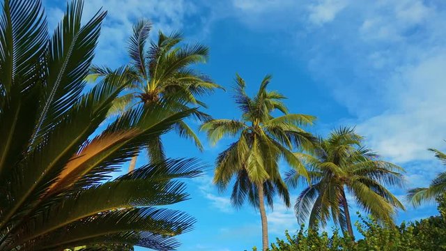 Crones of tropical palm trees against the blue sky.