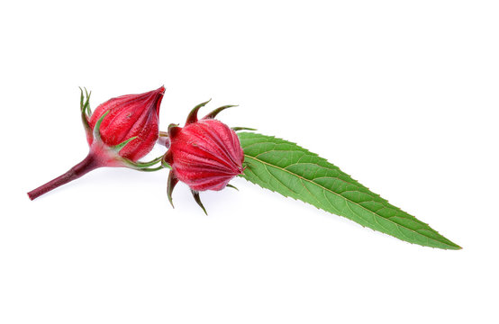 Hibiscus sabdariffa or roselle fruits isolated on white backgrou