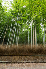 Fototapeta na wymiar Bamboo grove in Japan