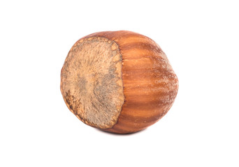Raw hazelnuts in shell