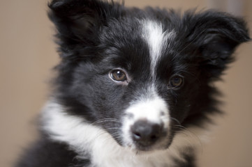 Portrait of a Border collie puppy