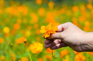 A close up of a women hand pick a yellow cosmos