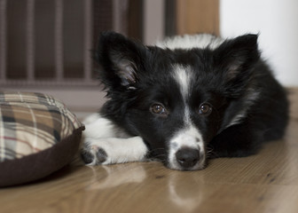 Border collie lie down relaxed