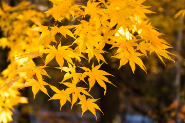 Maple tree in yellow
