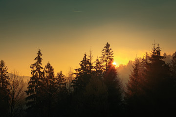 Sunrise over spruce forest. Carpathian mountains. Ukraine.