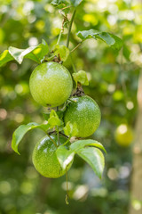 Passion fruit