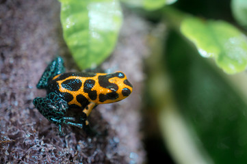 Ranitomeya imitator