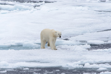 Polar bear