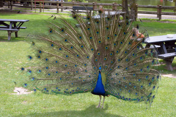 Fototapeta premium peacock in fota park county cork