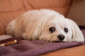 Bichon Havanese boy lying on the couch