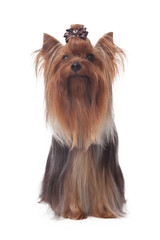 Yorkshire terrier isolated on wihte