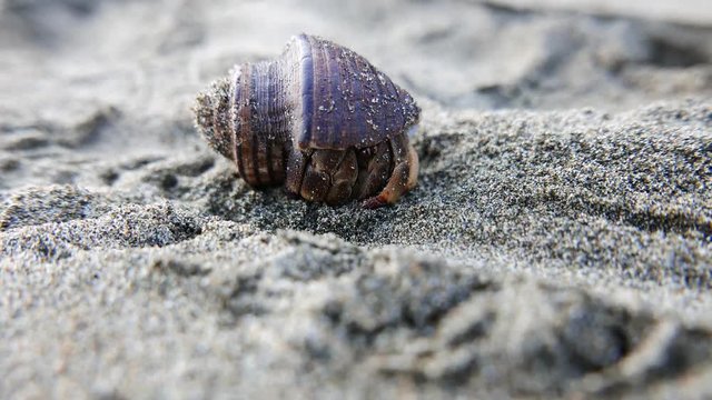 Small sea snail moving across the sand 