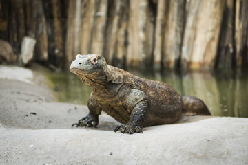Monitor lizard Varanus komodoensis 