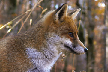 Volpe (Vulpes vulpes) - ritratto