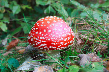 Amanita muscaria, a poisonous mushroom in a forest