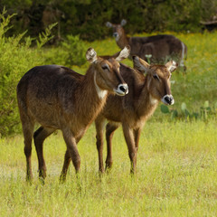 Female Waterbuck Antelope duo walking across grassland