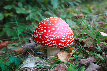 Poisonous red and white Amanita muscaria mushroom in a park