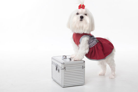 Maltezer in studio