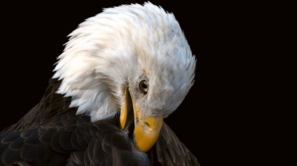 Bald Eagle portrait preening