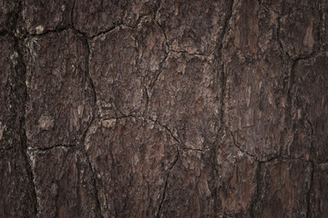 Pine bark background and textured
