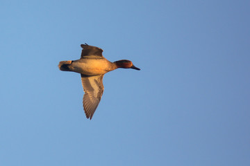 Alzavola (Anas crecca)  in volo maschio