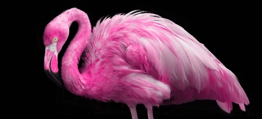 bright pink flamingo - obrazy, fototapety, plakaty