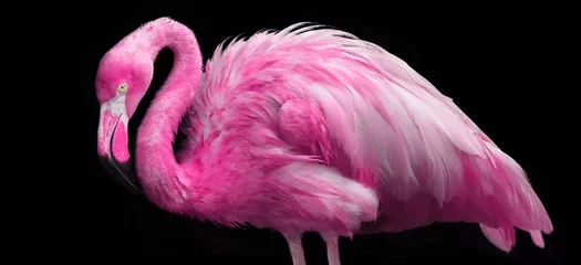 Gordijnen fel roze flamingo © melanie