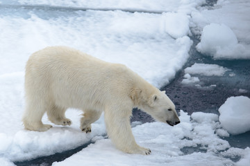 Obraz na płótnie Canvas Polar bear