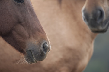 Detail on horse parts