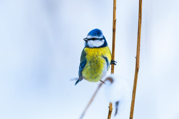 Blue Tit  sit on a straw