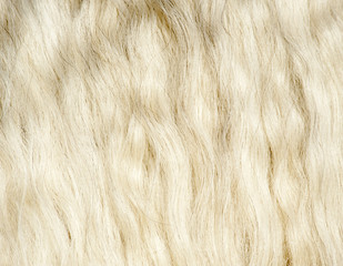 Gypsy Vanner Horse closeup detail of white mane