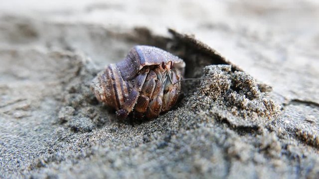 Small sea snail moving across the sand 
